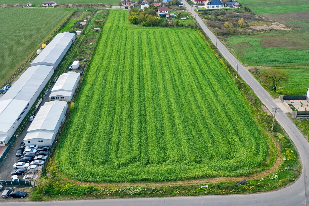 Teren intravilan 7.811 mp | Ciolpani, Ilfov | Acces drum public